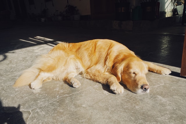 dog lying on the floor