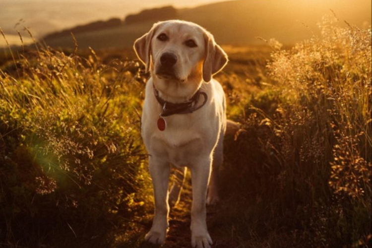 Golden retriever on a walk facing forward