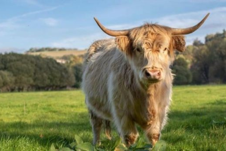 Highland cattle at River Bourne Community Farm