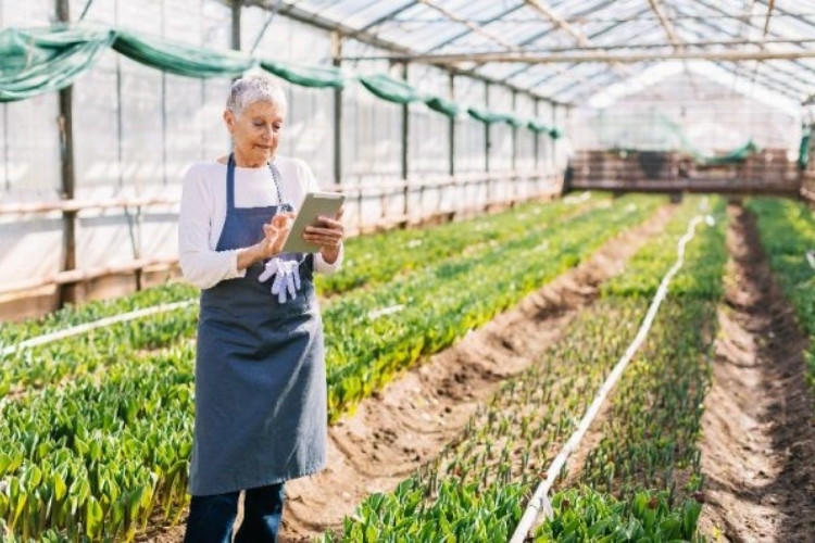 Senior woman working in a greenhouse