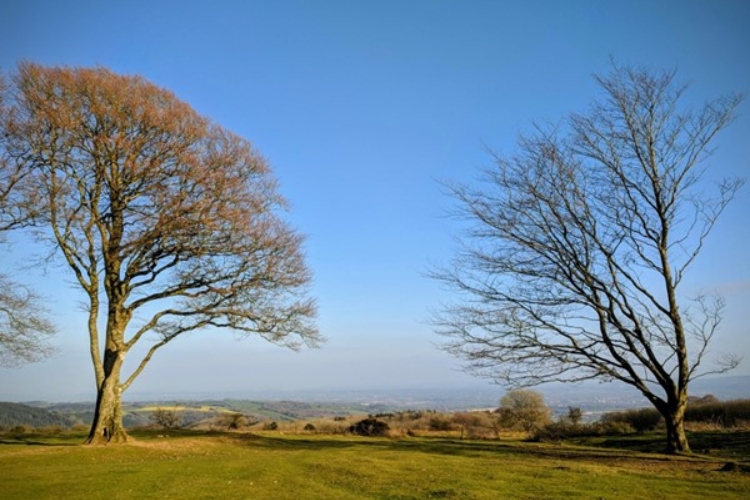 Countryside fields with two trees without leaves